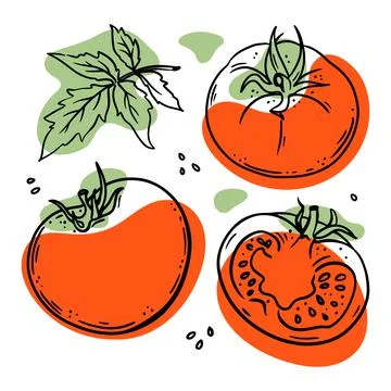 TOMATO Delicious Vegetable Sketch Vector Illustration Set Stock Illustration