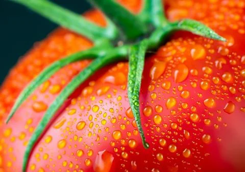 Tomato with dew drops. Stock Photos