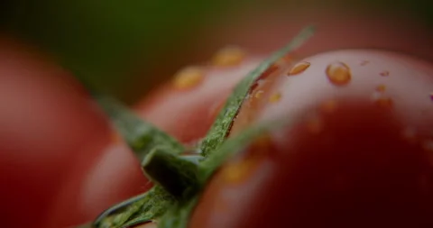 Tomato with drops of water on macro surface 스톡 동영상 310956554