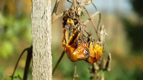 Tomato drought dry soil ground land earth rotten mold fungi farm farming bio Stock Footage 170860841