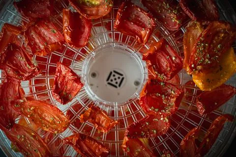 Tomato drying process in a food dehydrator. Homemade sun-dried tomatoes Stock Photos