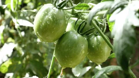 TOMATO FARM Stock Footage 138481954