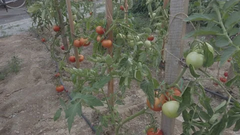 Tomato field in autumn Stock Footage 162871572