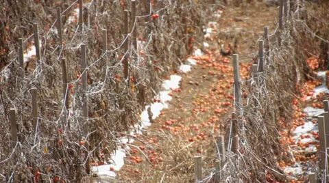 Tomato Field Video stock 11802389
