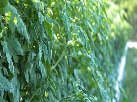 Tomato Field Stock Footage 75382795