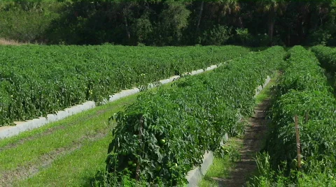Tomato Field Medium Stock Footage 455913