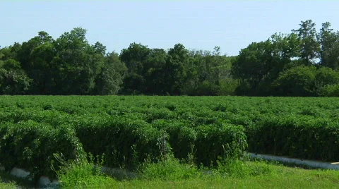 Tomato Field Pan Stock Footage 455923