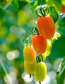 Tomato field Stock Photos