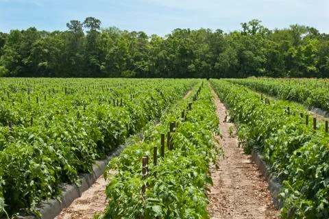 Tomato field Stock Photos