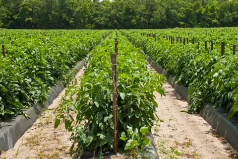 Tomato field Stock Photos