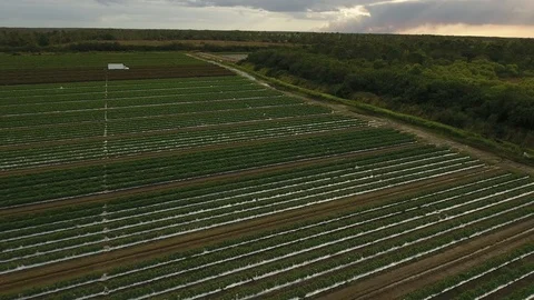 Tomato fields extreme long shot astonishing sky Vídeos de archivo 100614297