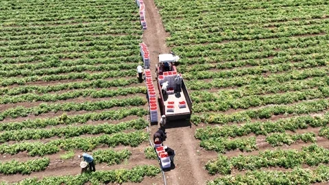 Tomato Fields1 Stock Footage 293993442