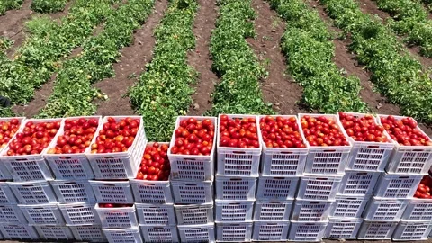 Tomato Fields2 Stock Footage 293991219