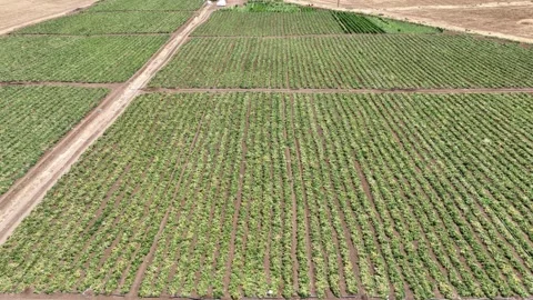 Tomato Fields3 Stock Footage 293991273