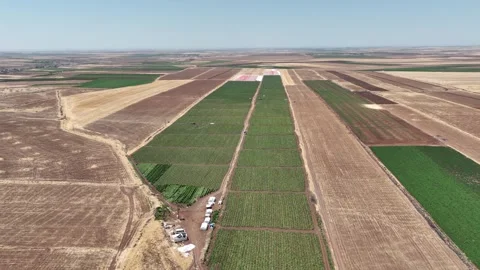 Tomato Fields4 Stock Footage 293991328