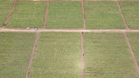 Tomato Fields5 Stock Footage 293991352