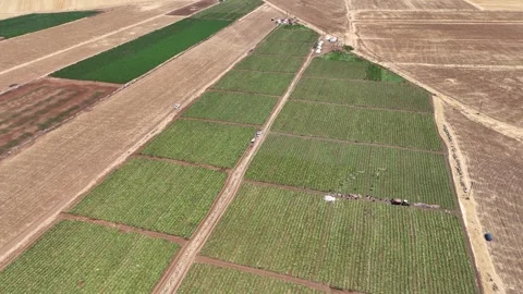 Tomato Fields6 Stock Footage 293991445