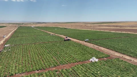 Tomato Fields8 Stock Footage 293991435