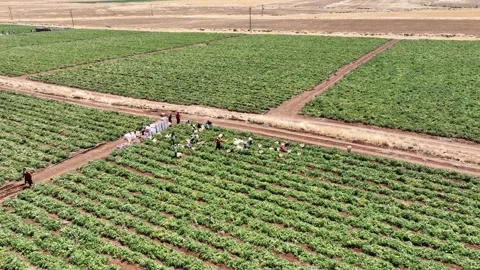 Tomato Fields9 Stock Footage 293991576