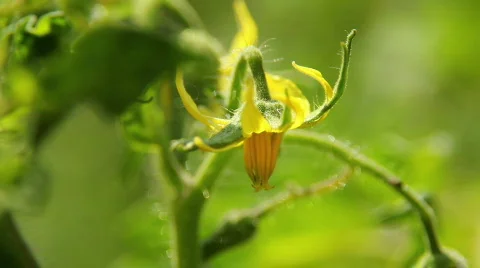 Tomato Flower 02 動画素材 796386