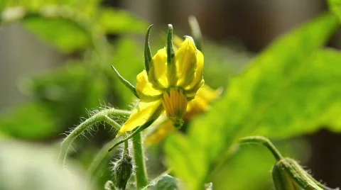 Tomato Flower 03 Video stock 796388