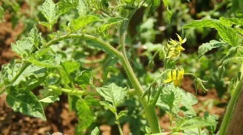 Tomato Flower 04 Stock Footage 796392