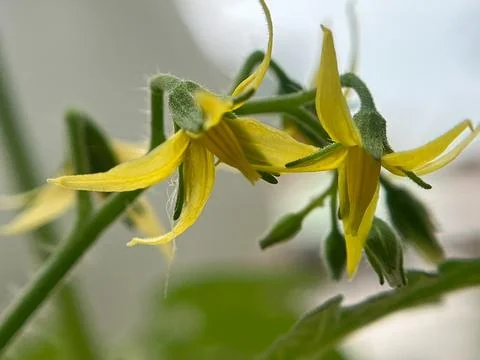 Tomato flower (3) Stock Photos
