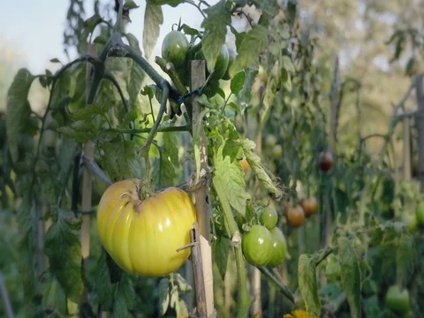 Tomato flower bed at sunset. Yellow tomatoes with support rods. Vidéo 80991216