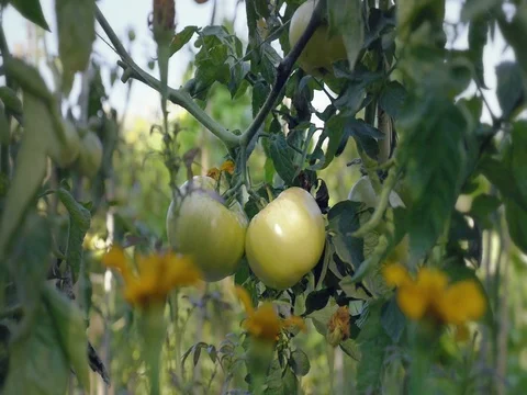 Tomato flower bed at sunset. Yellow tomatoes with support rods. Vidéo 80991220