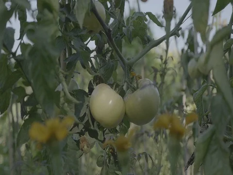 Tomato flower bed at sunset. Yellow tomatoes with support rods. Vidéo 80991269