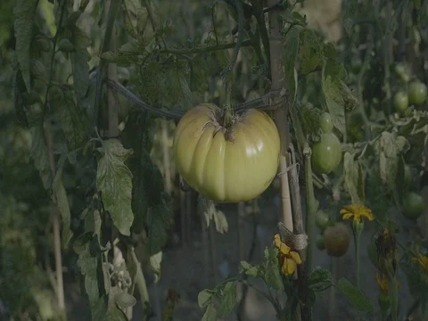 Tomato flower bed at sunset. Yellow tomatoes with support rods. Vidéo 80991328