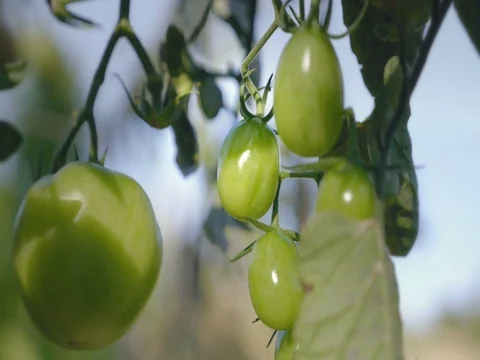 Tomato flower bed at sunset. Yellow tomatoes with support rods. Vidéo 81017399