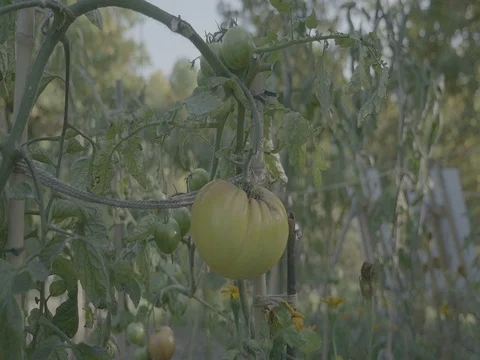 Tomato flower bed at sunset. Yellow tomatoes with support rods. Vidéo 81153009