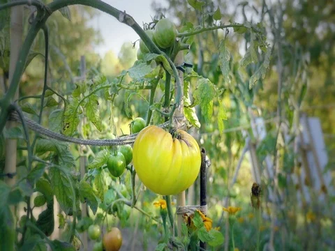Tomato flower bed at sunset. Yellow tomatoes with support rods. Vidéo 81153057