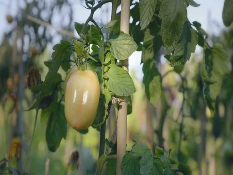 Tomato flower bed at sunset. Yellow tomatoes with support rods. Stock Footage 81153085