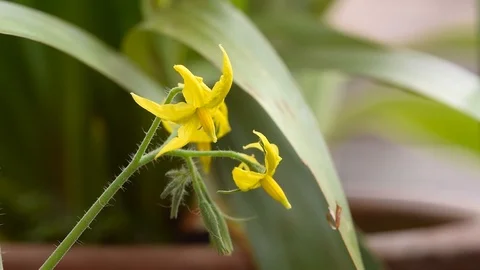 Tomato flower closeup macro moving slowly with the wind Stock Footage 85957160
