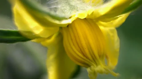 Tomato flower Stock-Footage 24954936