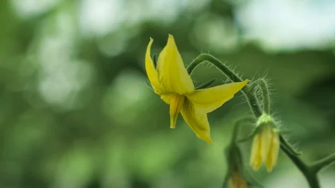 Tomato Flower Stock Footage 98116314