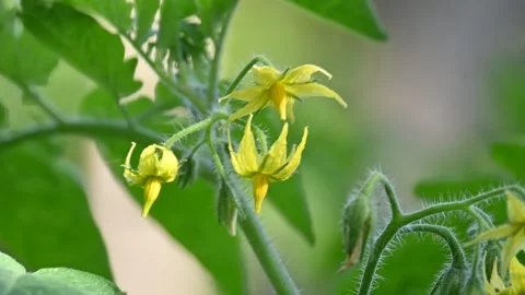 Tomato flower. Stock Footage 309946398
