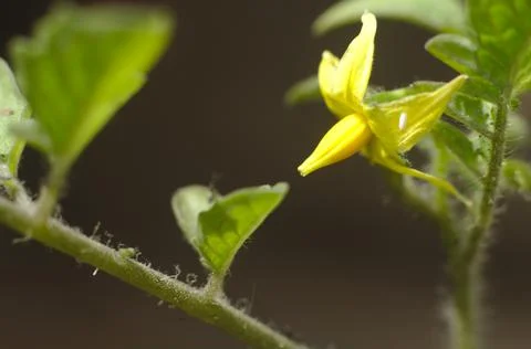 Tomato flower, infested with aleyrodidae Foto stock