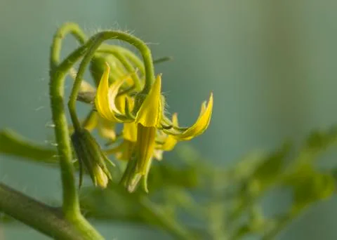 Tomato flower Stock Photos
