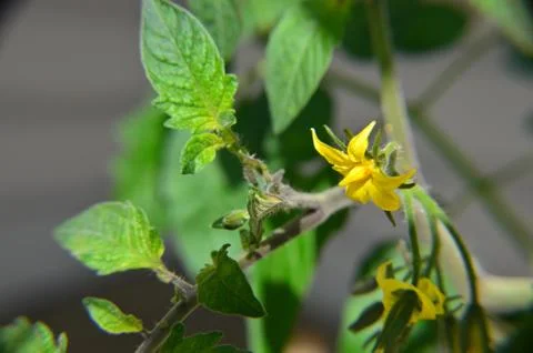 Tomato flower  Stock Photos