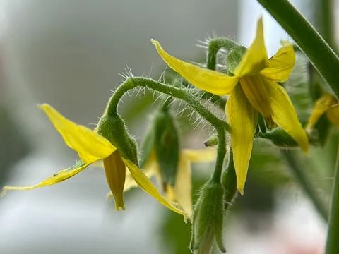 Tomato flower Stock Photos