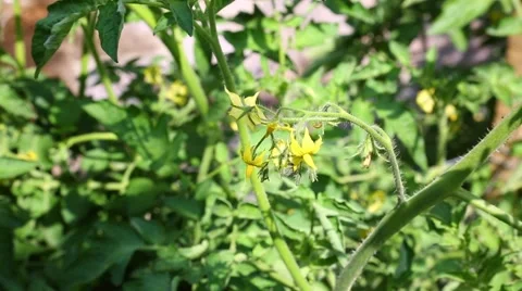 Tomato flowers Video stock 50857624