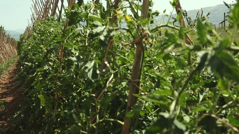 Tomato flowers Stock Footage 95792067
