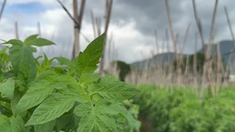 Tomato foliage forms a dense organic pattern across the scene, while wooden Stock Footage 327208389
