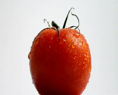 Tomato Stock Footage 450795