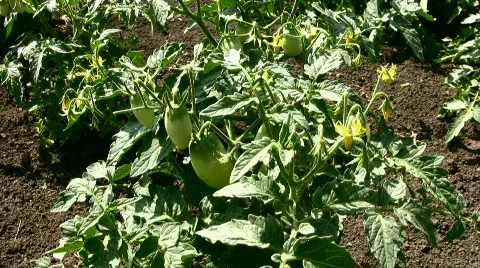 Tomato Stock Footage 839290