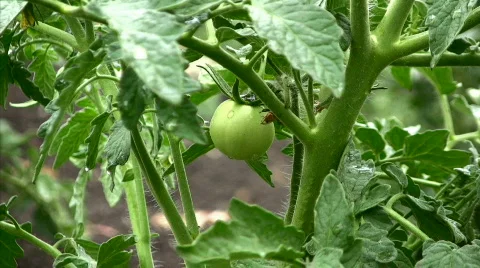 Tomato Stock Footage 843483