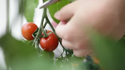 Tomato Stock Footage 11314561